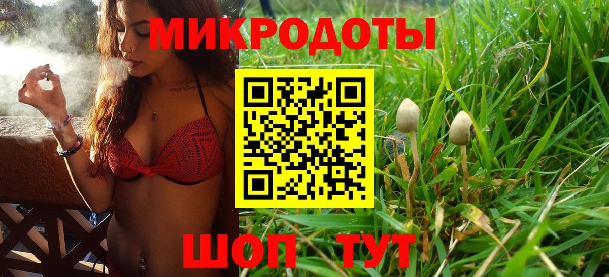 Псилоцибиновые грибы Psilocybe Вольск