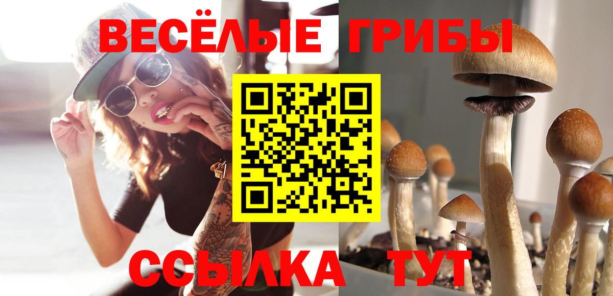 закладка  Галлюциногенные грибы Cubensis  Псилоцибиновые грибы ЛСД  Вход с VPN  Вольск 